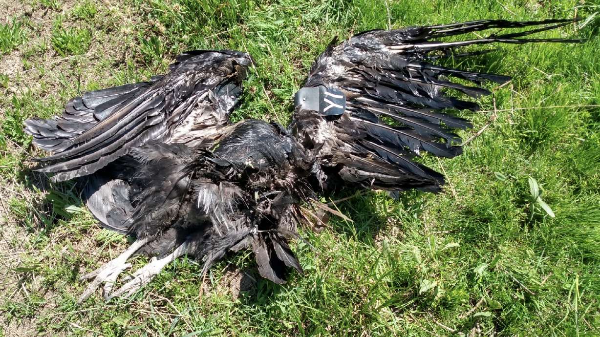 The carcass of a male California condor was found dead near Cedar Breaks National Monument in southern Utah last month. Utah wildlife biologists say the bird is one of two condors killed in the region within the past two years.
