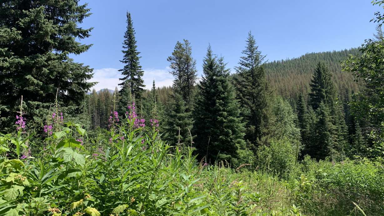 A landscape in the Flathead National Forest. A man picking huckleberries shot and killed a grizzly bear who attacked him in the Flathead National Forest on Friday.