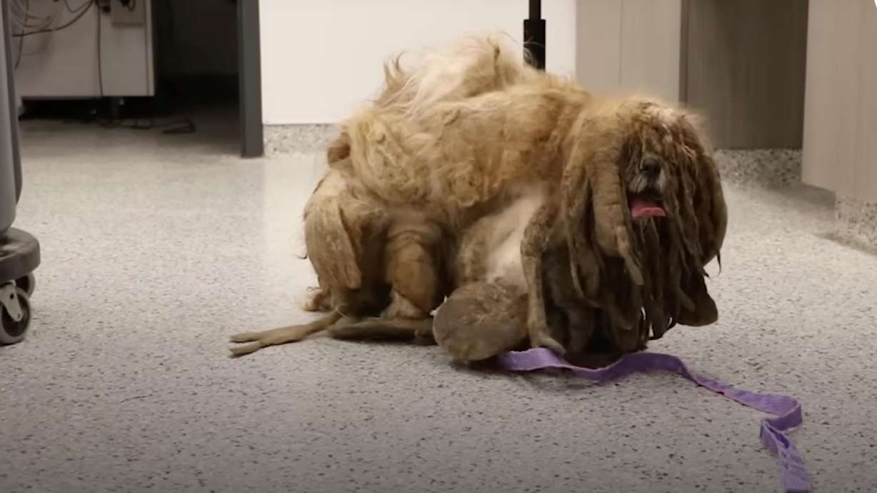 Simon the dog was found in Kansas City, Missouri, looking like a prehistoric creature, with more than 6 pounds of matted fur on his tiny body.