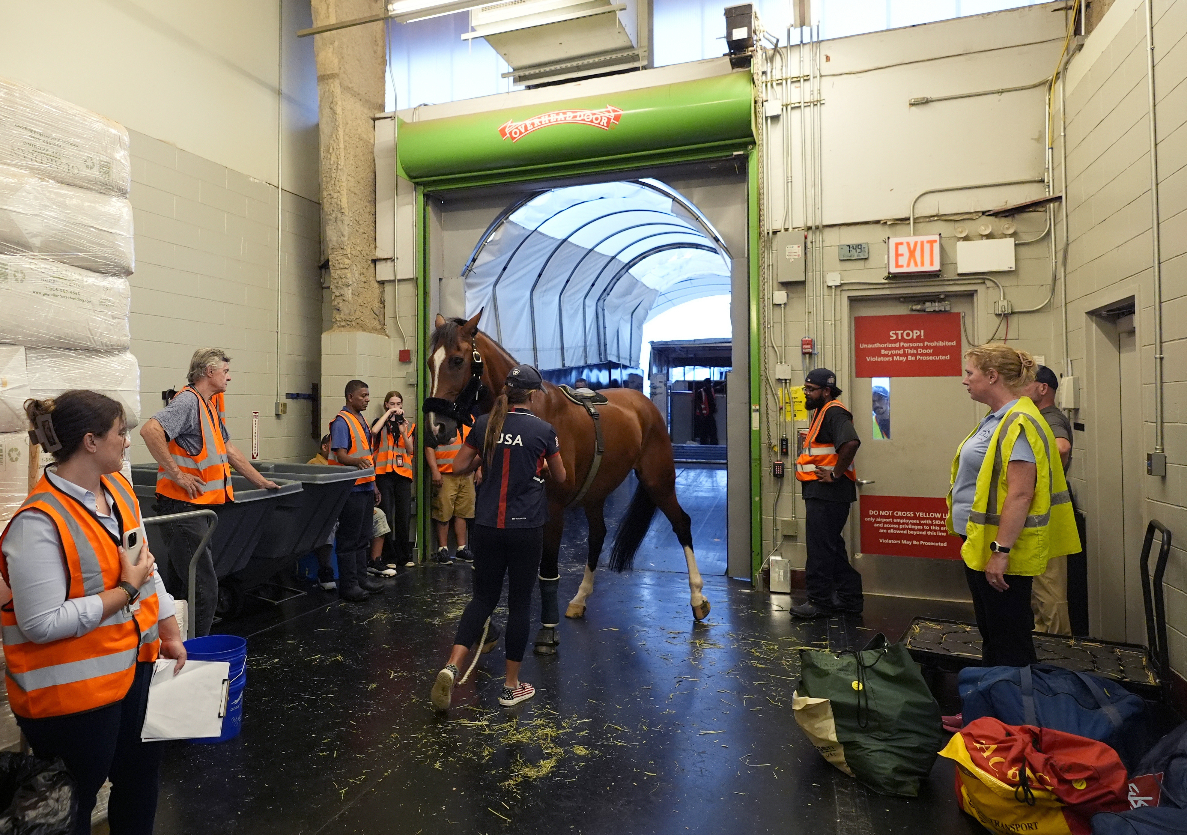 Hailey Burlock, groom for U.S. Olympic Eventing Team member Will Coleman, guides Off The Record to a cargo stall at The Ark at John F. Kennedy International Airport in New York, Wednesday, July 17, 2024. 
