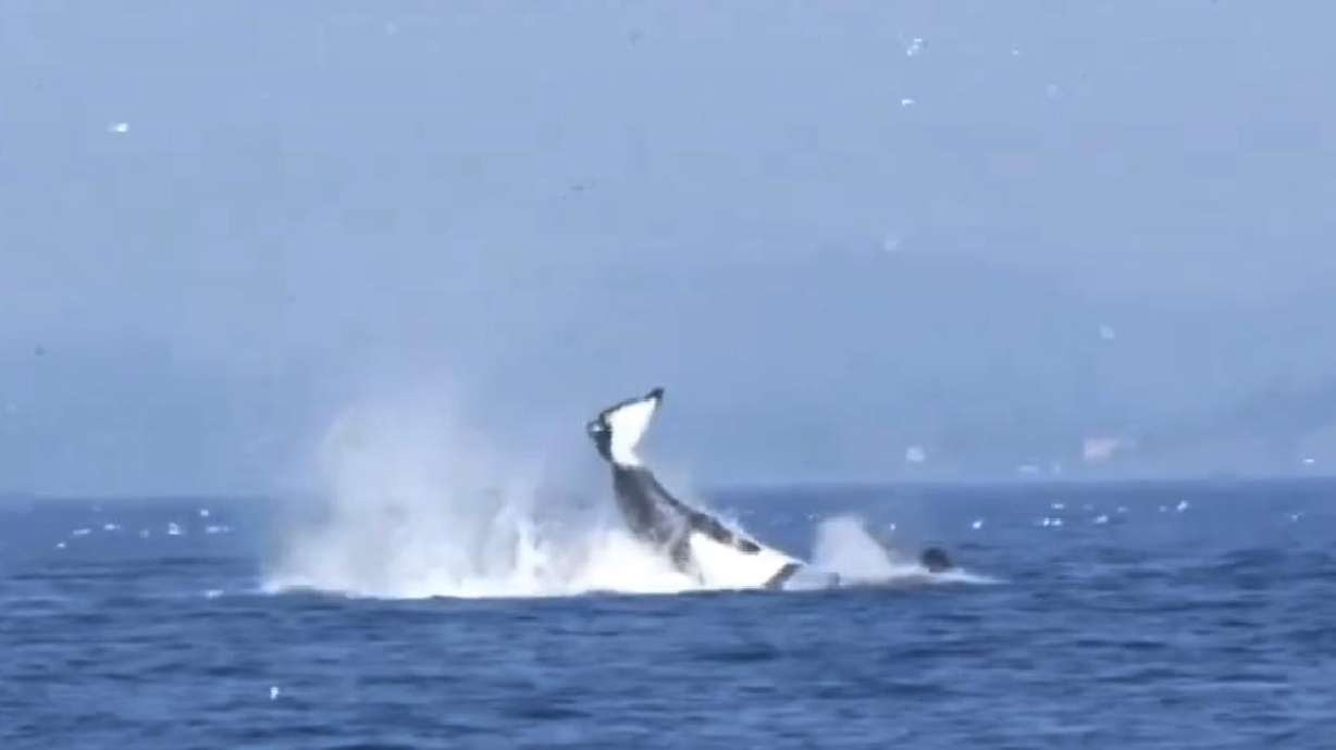 A screenshot from a post on X showing an orca launching a seal 80 feet in the air, with the video credited to Roll Focus Productions