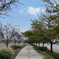 Salt Lake worker accidentally poisons hundreds of trees in Fairpark area