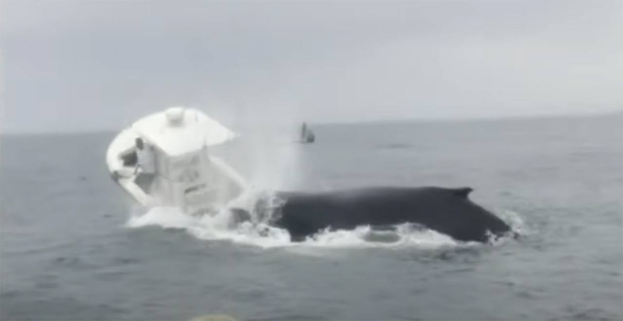 Two fishermen are safe after a whale crashed onto their boat, capsizing it off the New Hampshire shore on Tuesday.