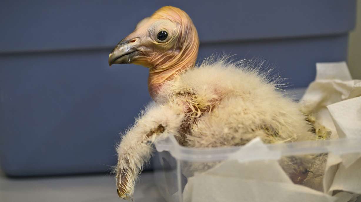 A California Condor chick is weighed at the Los Angeles Zoo on April 19,. A record 17 California condor chicks hatched during this year's breeding season for the endangered birds at the Los Angeles Zoo.