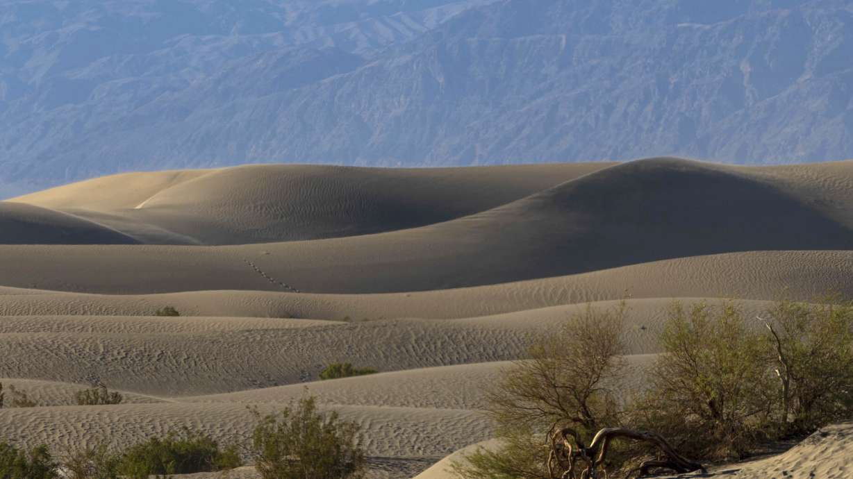 Desert brush grows on July 11, 2023, in Death Valley National Park, Calif. A man from Belgium who suffered third-degree burns on his feet at the sand dunes, officials said Thursday,.