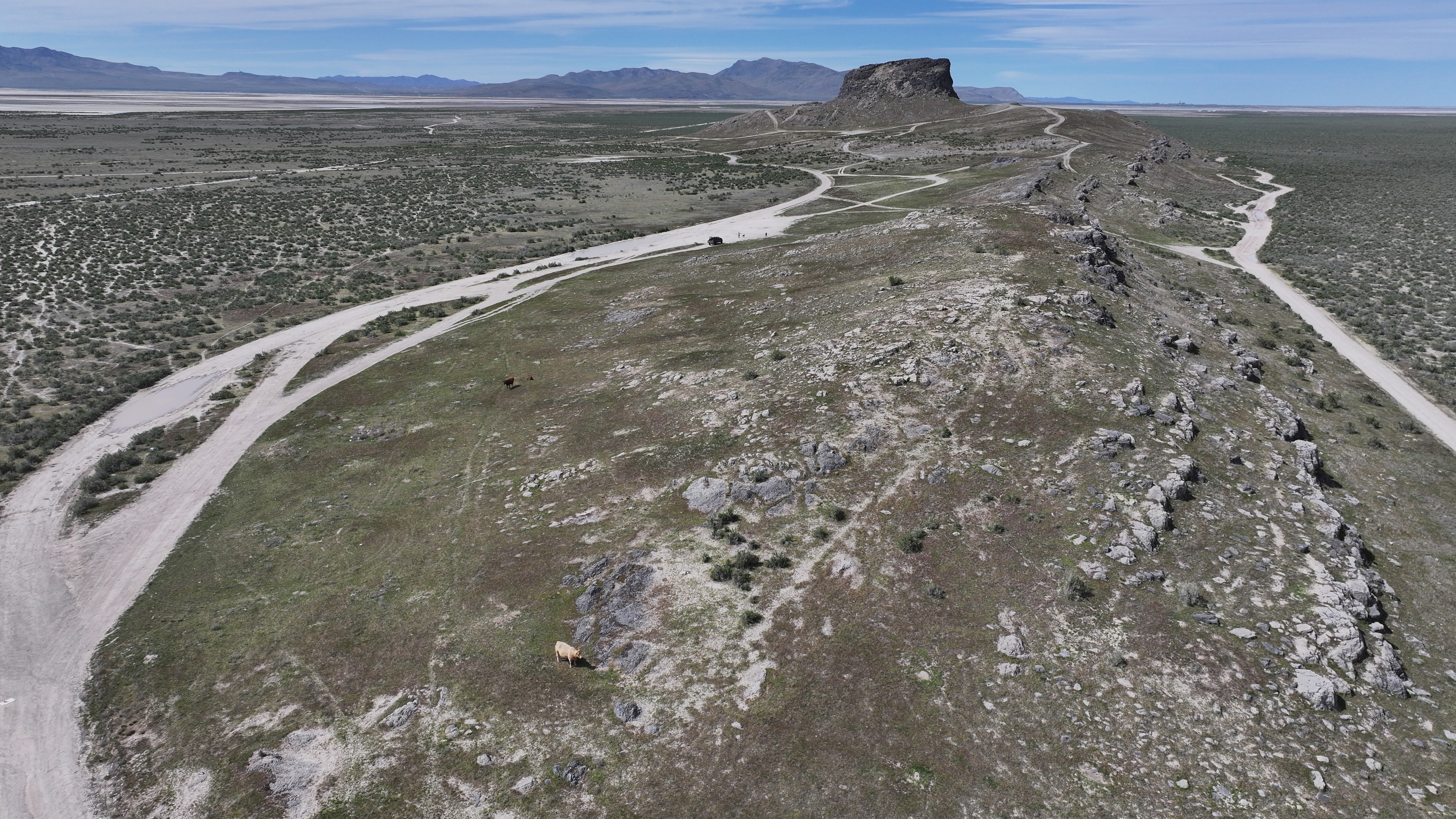 Cattle graze in Tooele County on April 19. The U.S. Drought Monitor reported Thursday that moderate drought has returned to over half of the county, but the region could also receive storms Thursday and Friday after a dry stretch this summer.