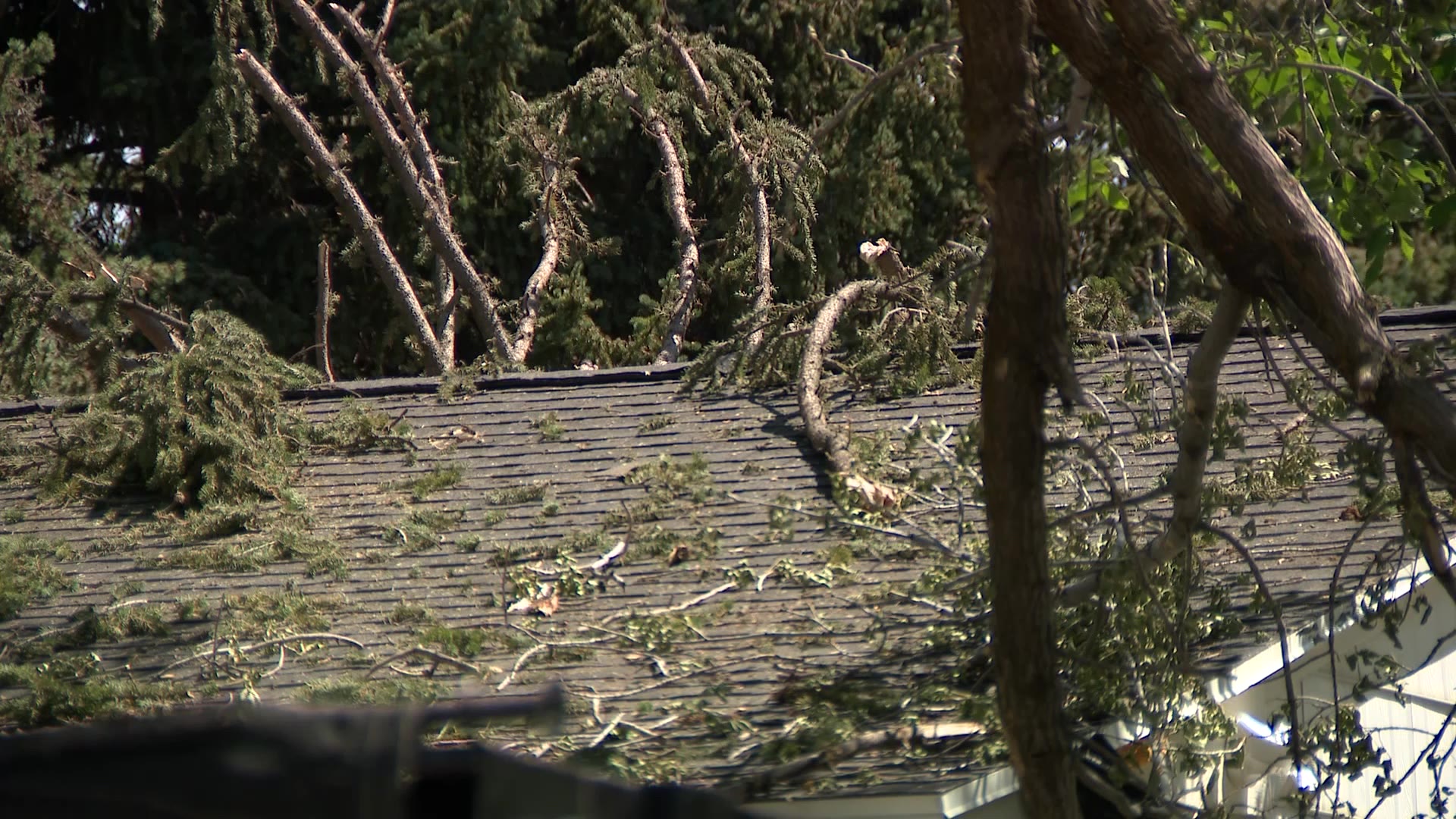 Debris of tree branches on the roof of Factors Dandoy after the small plane crash on Thursday in Roy.