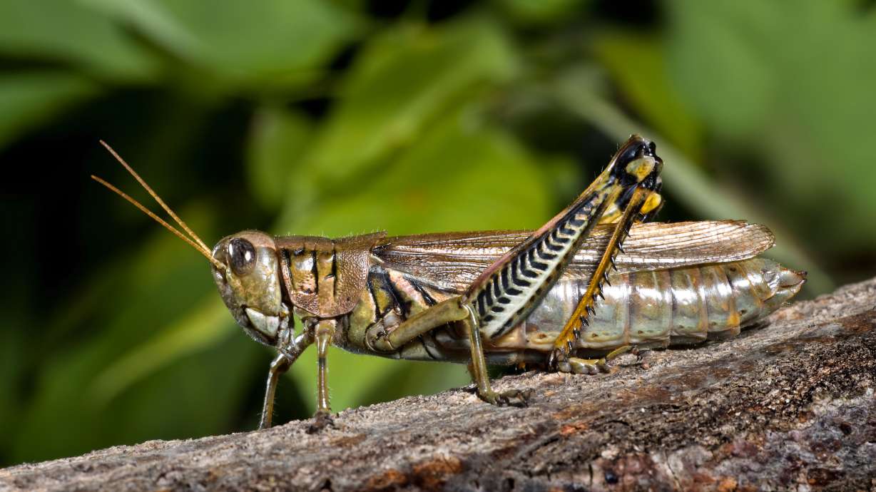 Grasshoppers "too numerous to count" have invaded Tooele County, according to officials.