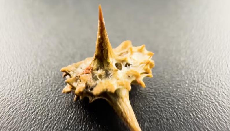 Sticker burrs, also known as puncturevine, goatheads, tackweed or sandbur, can be toxic to livestock, but cause all kinds of other problems, too.