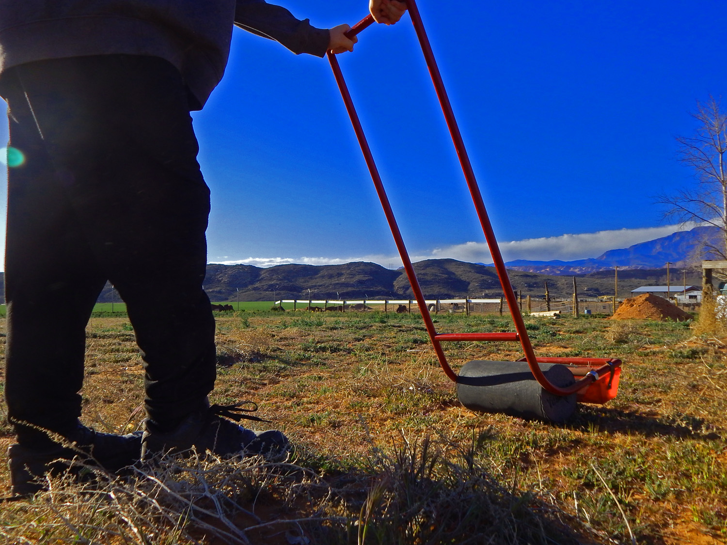 Stacy Stubbs uses his invention, the Sticker Burr Roller, to rid his property of noxious weeds often called goatheads.
