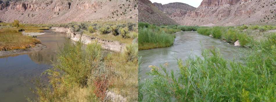 (Left) Kingston Canyon before WRI projects, (Right) Kingston Canyon nine years after WRI projects.