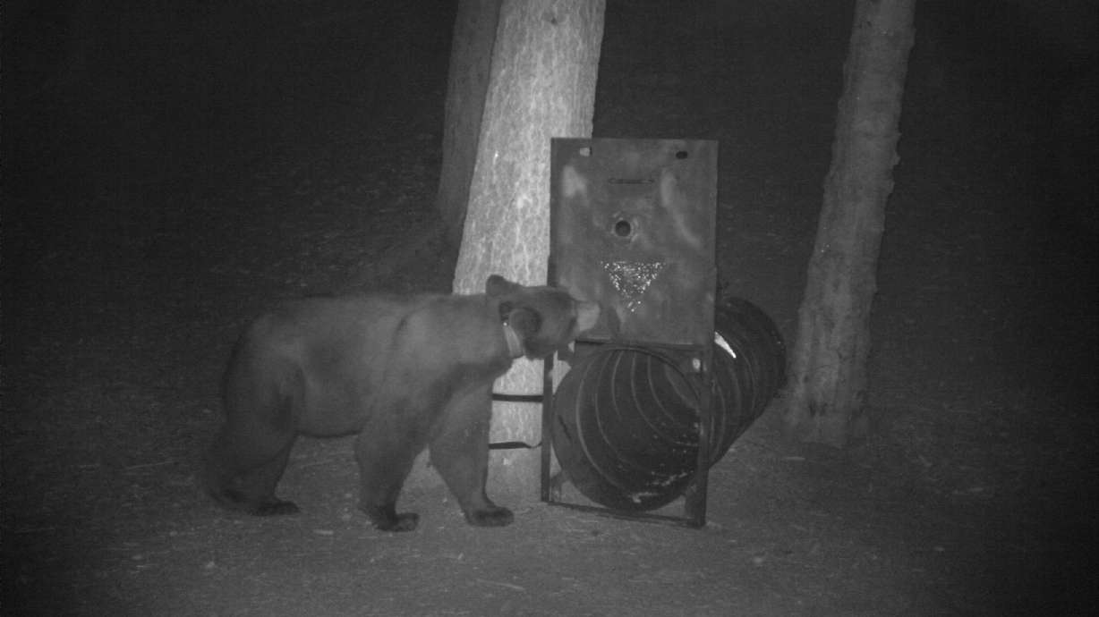 A bear that visited several campgrounds in the last few weeks in American Fork Canyon was trapped and euthanized Saturday.