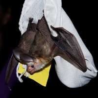 Want to see bats in the wild? DWR offering two viewing events in August