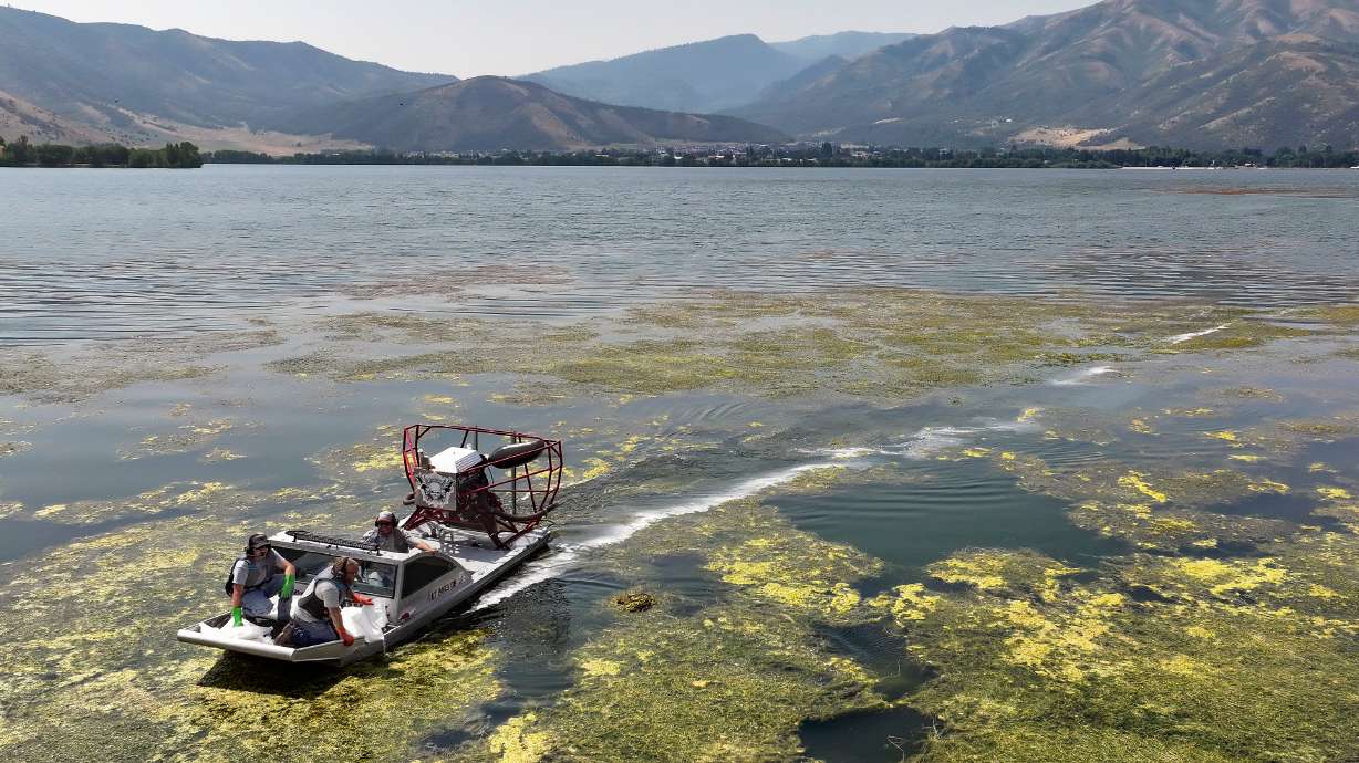 21 of 500000Mantua Algal Bloom_KM_121.JPG
Kelly Andrew, Brigham City facilities manager, drives a boat as Kyle Brown, Brigham City wastewater operator, pours Lake Guard Oxy Algeacide/Cyanobacteriocide over the edge to treat an algal bloom in Mantua reservoir in Mantua on Tuesday