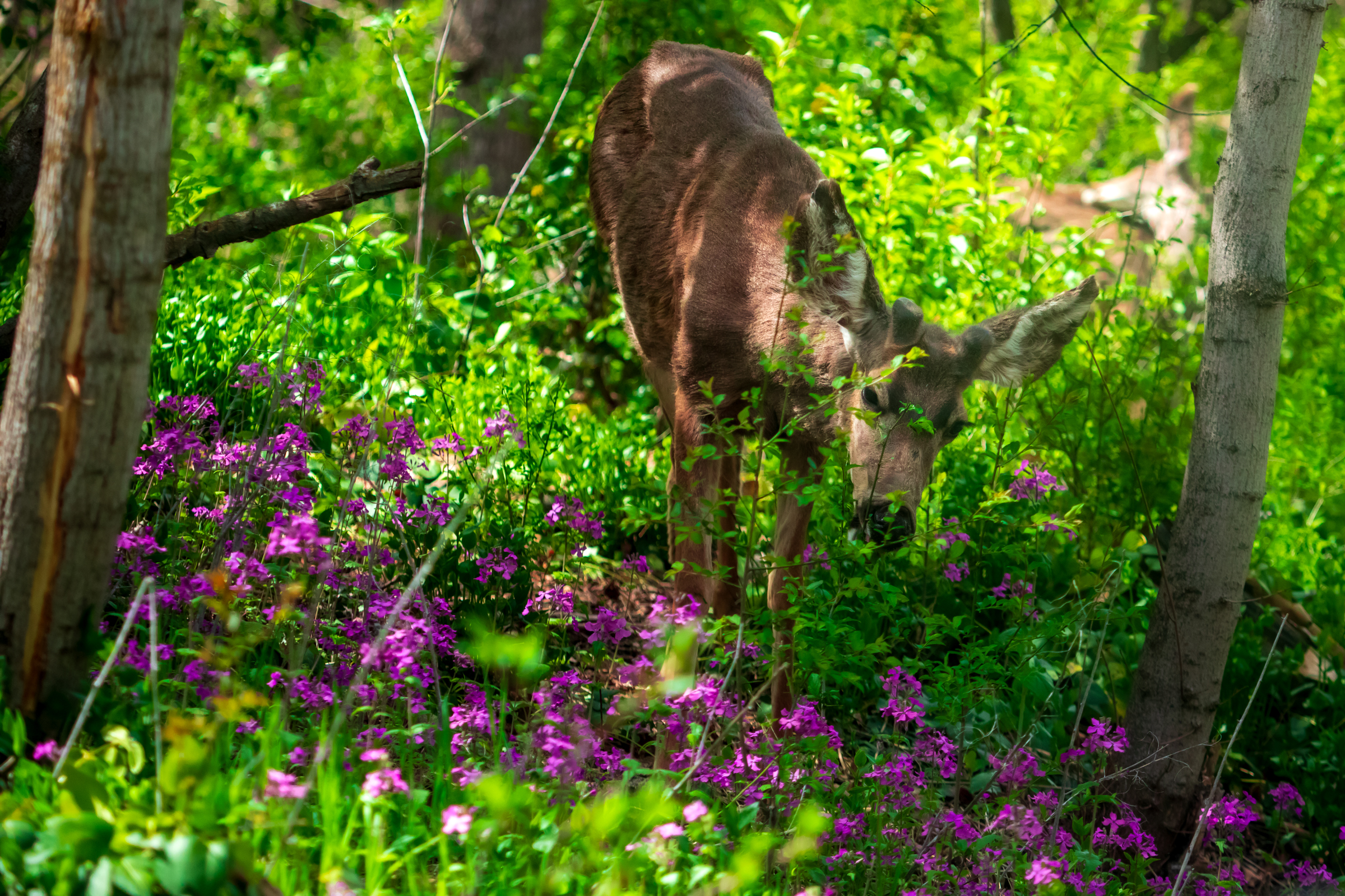 A deer eats flowers and other vegetation at Allen Park in Salt Lake City on April 19.