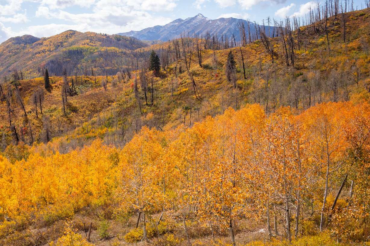 Fall colors by the Pole Creek Fire burn scar along the Nebo Loop on Oct. 1, 2023.