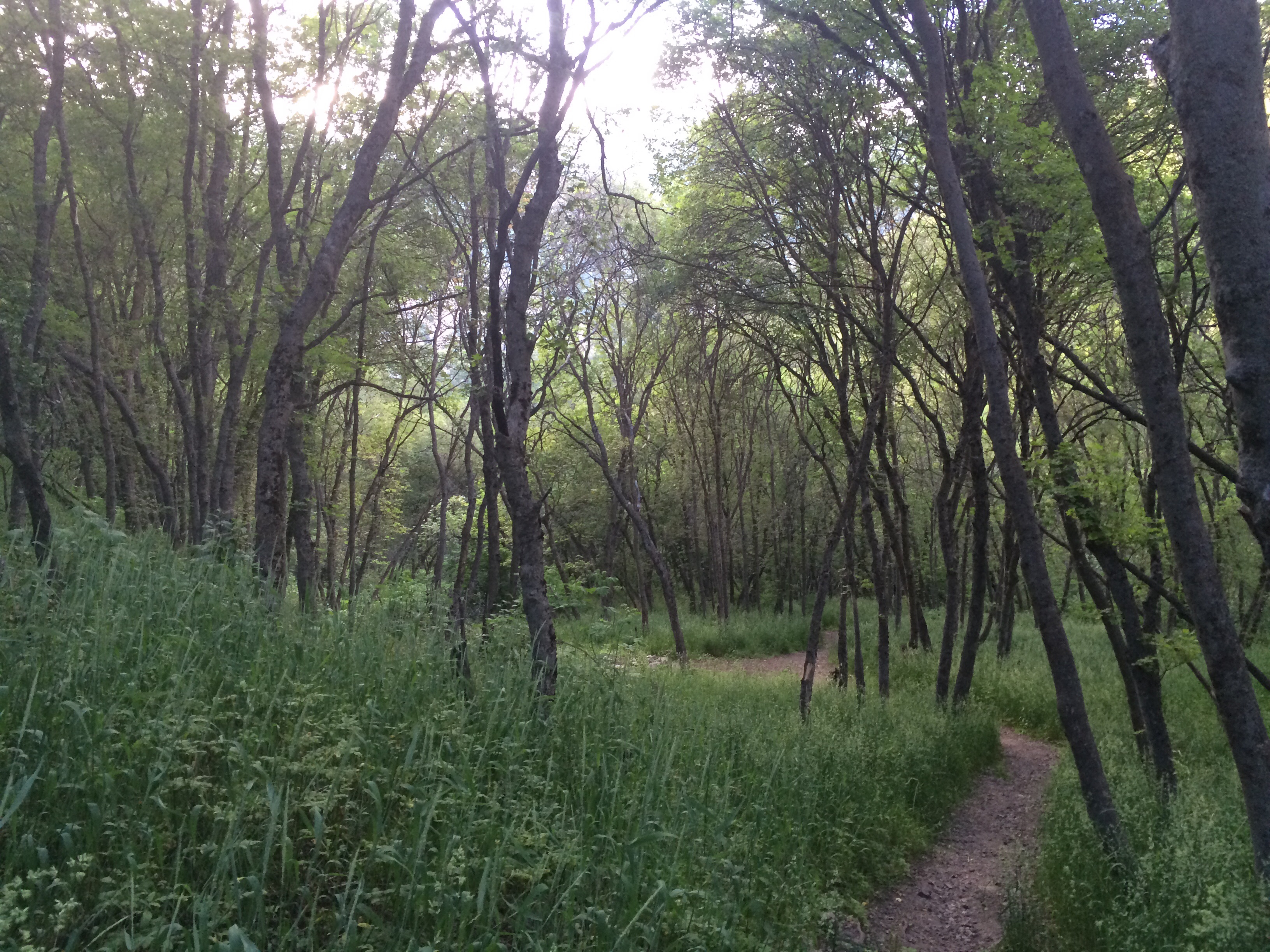 Indian Trail follows a prehistoric route Native Americans used to traverse from Ogden Canyon to Ogden Valley.