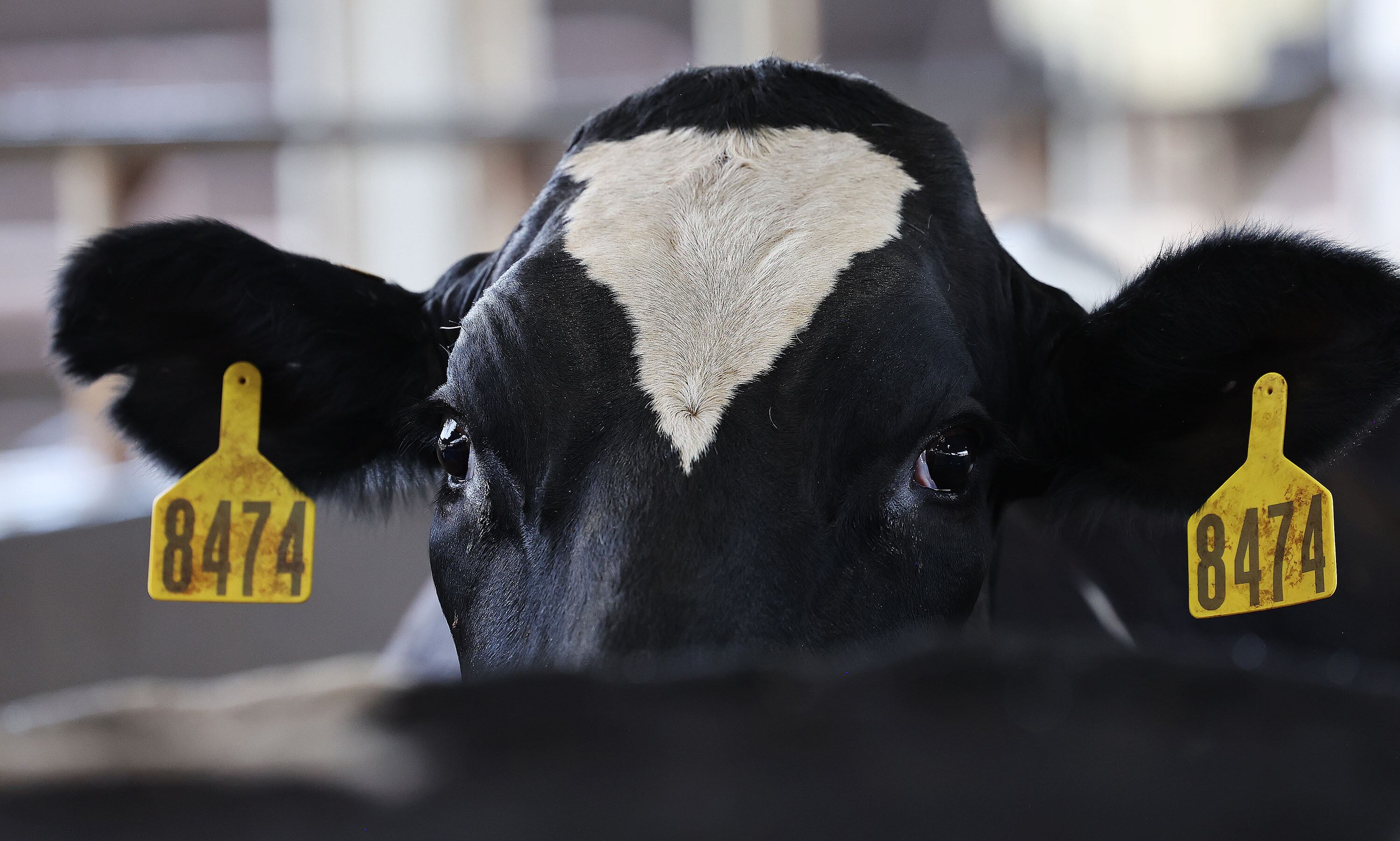 A dairy cow is pictured at Mitch Hancock’s dairy farm in Corrine on July 23. Hancock runs 3,000 head on about 4,500 acres.