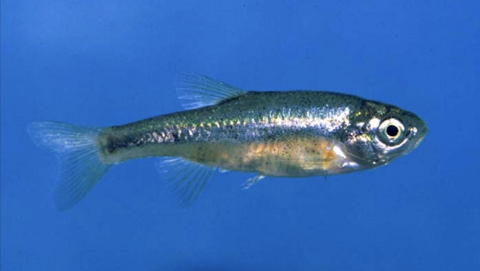 A least chub is less than 2.5 inches long and has white-to-yellow fins and a gold stripe along its blue sides, with an average lifespan of seven years.