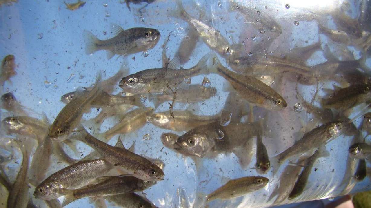 The population of least chubs at a Tooele Army Depot pond is stable, 13 years into a successful conservation project.