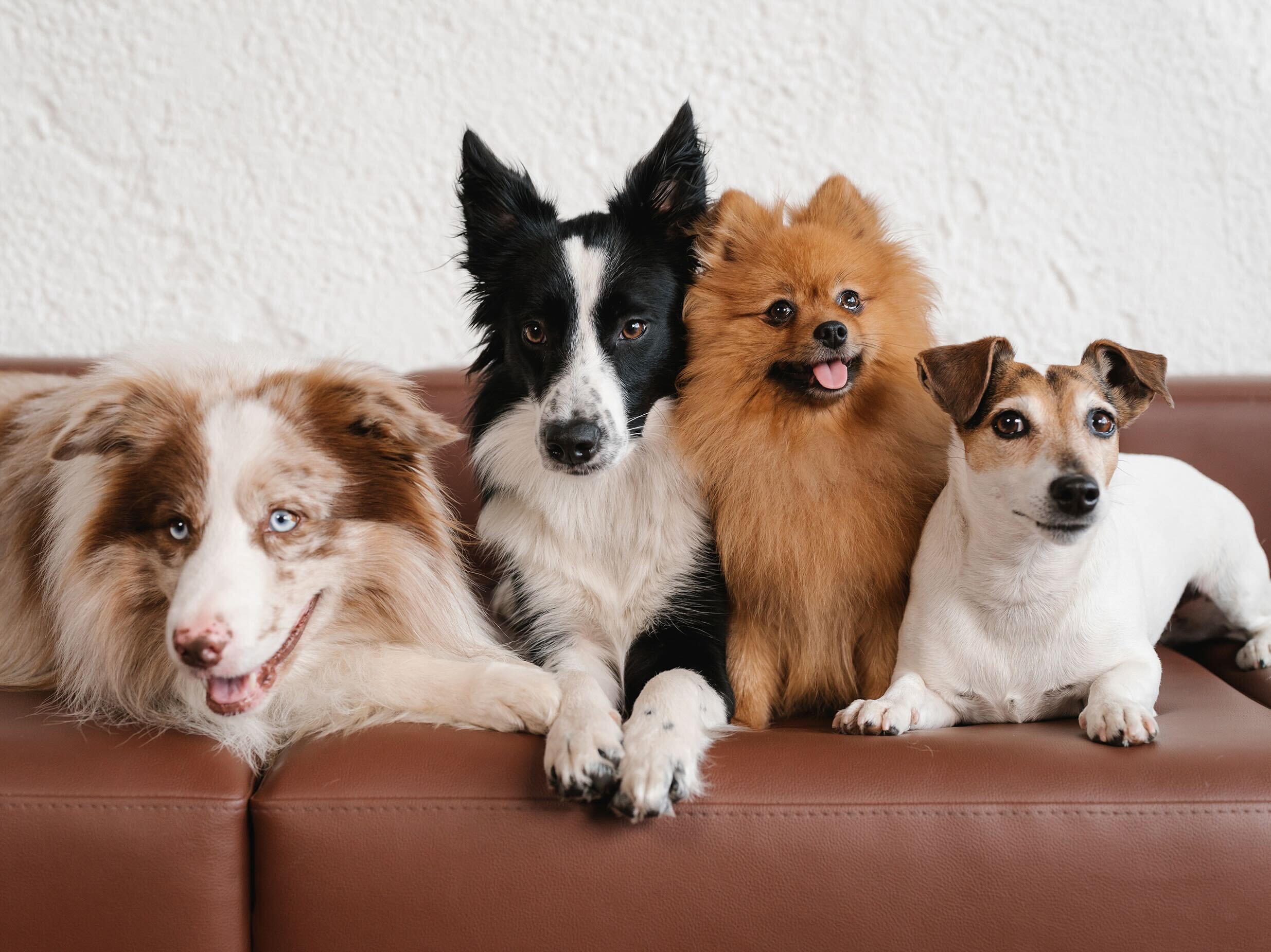 A hybrid pooch leads the pack when it comes to friendly, cuddly pups.