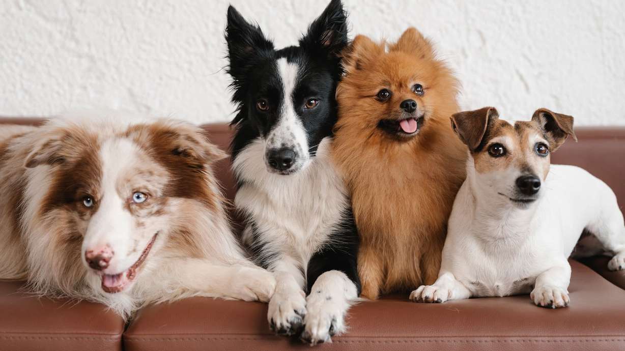 A hybrid pooch leads the pack when it comes to friendly, cuddly pups.