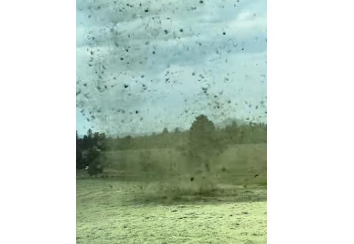 Wind tosses around freshly cut hay at a farm in Bend, Oregon, July 16.