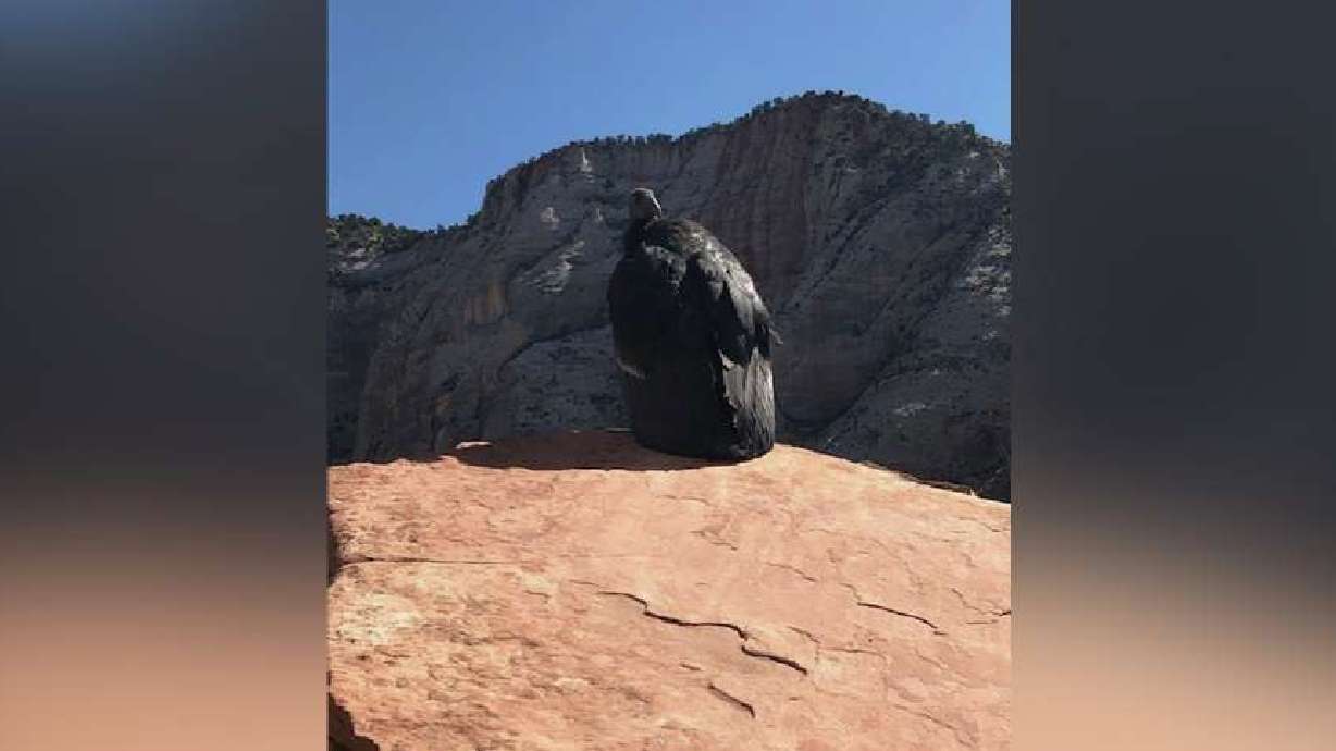 1K is pictured at Zion National Park in 2020. The California condor, which was the 1,000th chick to hatch from a species recovery program, died from lead poisoning while in Arizona earlier this year, the Peregrine Fund announced Monday.