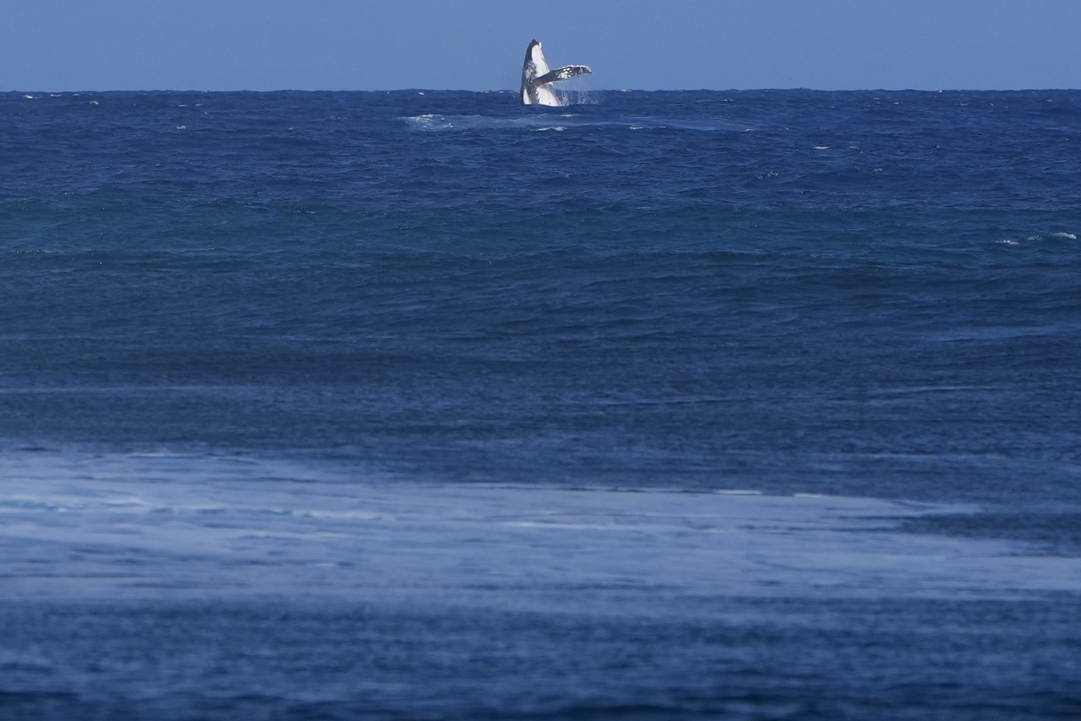 A whale breaches during the semifinal round of the surfing competition between Brisa Hennessy, of Costa Rica, and Tatiana Weston-Webb, of Brazil, at the 2024 Summer Olympics, Monday, Aug. 5, 2024, in Teahupo'o, Tahiti. 