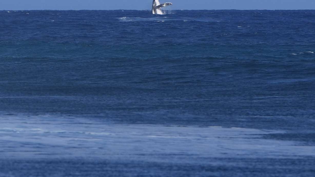 A whale breaches during the semifinal round of the surfing competition between Brisa Hennessy, of Costa Rica, and Tatiana Weston-Webb, of Brazil, at the 2024 Summer Olympics, Monday, Aug. 5, 2024, in Teahupo'o, Tahiti.