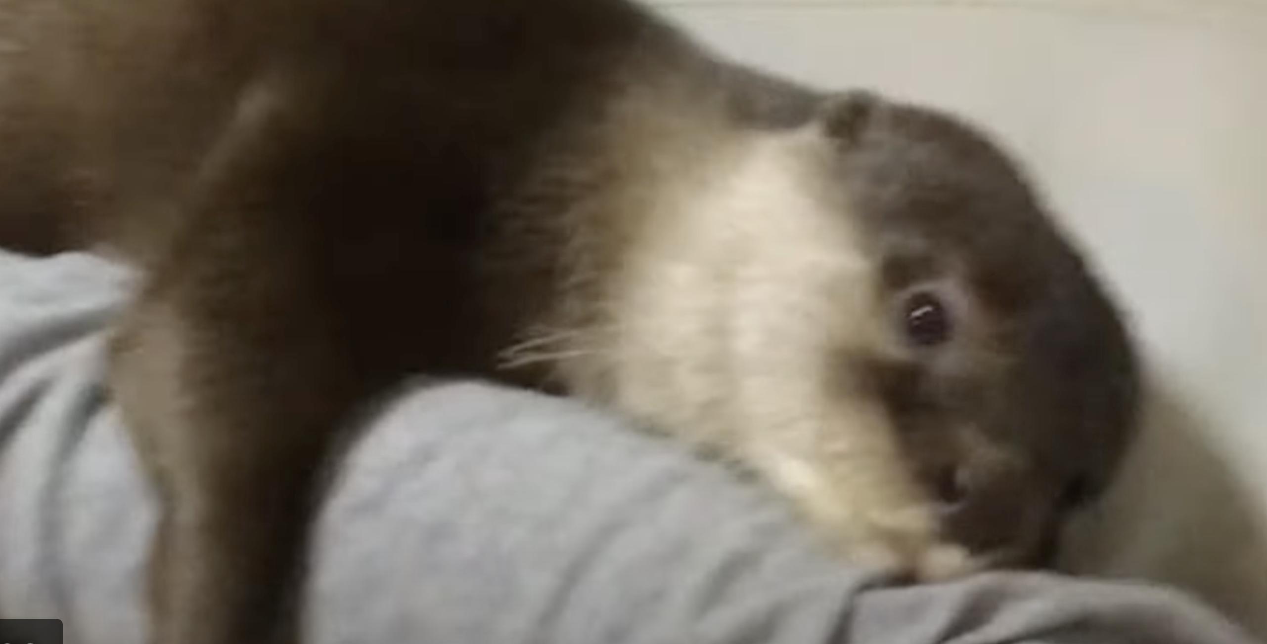 Incredibly snuggly otter gives off some love in this July 20 video from Bangkok, Thailand.