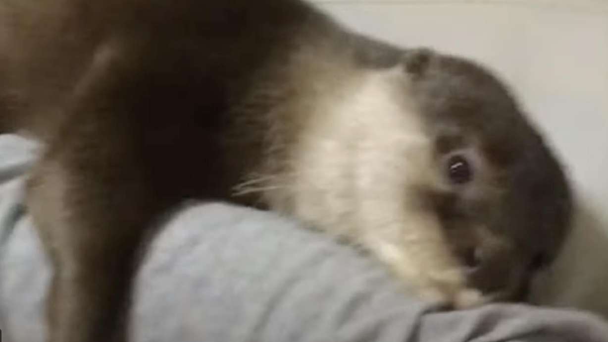Incredibly snuggly otter gives off some love in this July 20 video from Bangkok, Thailand.