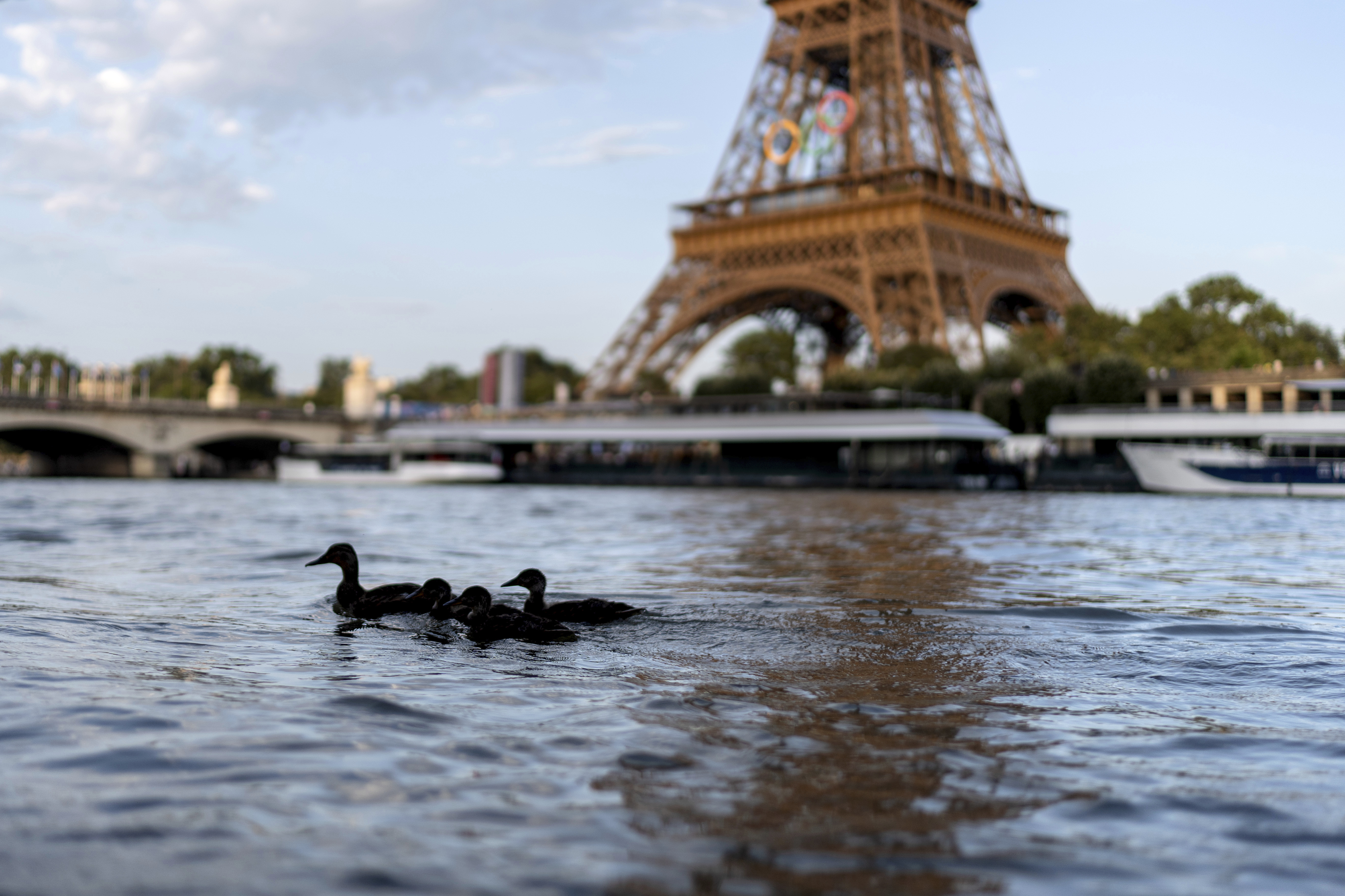 Ducks swim along the Seine River in front of the Eiffel Tower during the 2024 Summer Olympics, Monday, July 29, 2024, in Paris. As the Olympics continue in Paris, the Seine River's water quality remains a major area of concern for officials. Organizers of the triathlon event cancelled swimming practice on Monday for the second day in a row because of poor water quality. Event organizers hope sunny weather will make swimming viable on Tuesday when the triathlon begins. 