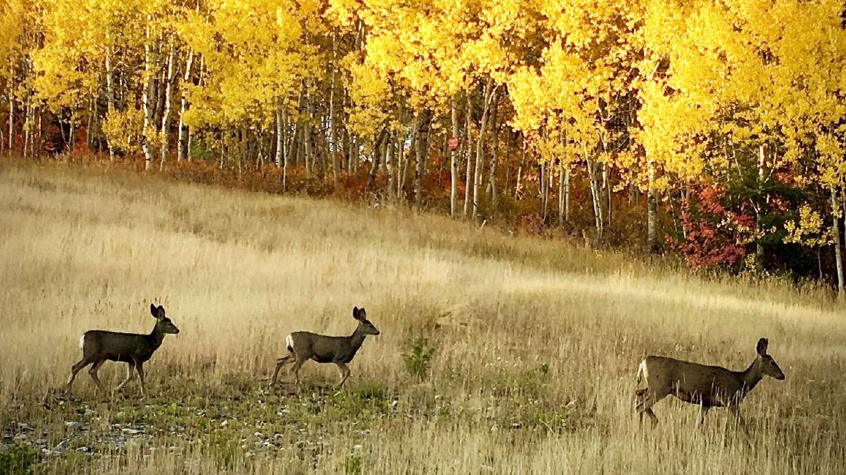 The missing link in Utah deer habitat: Saving forests without fire
