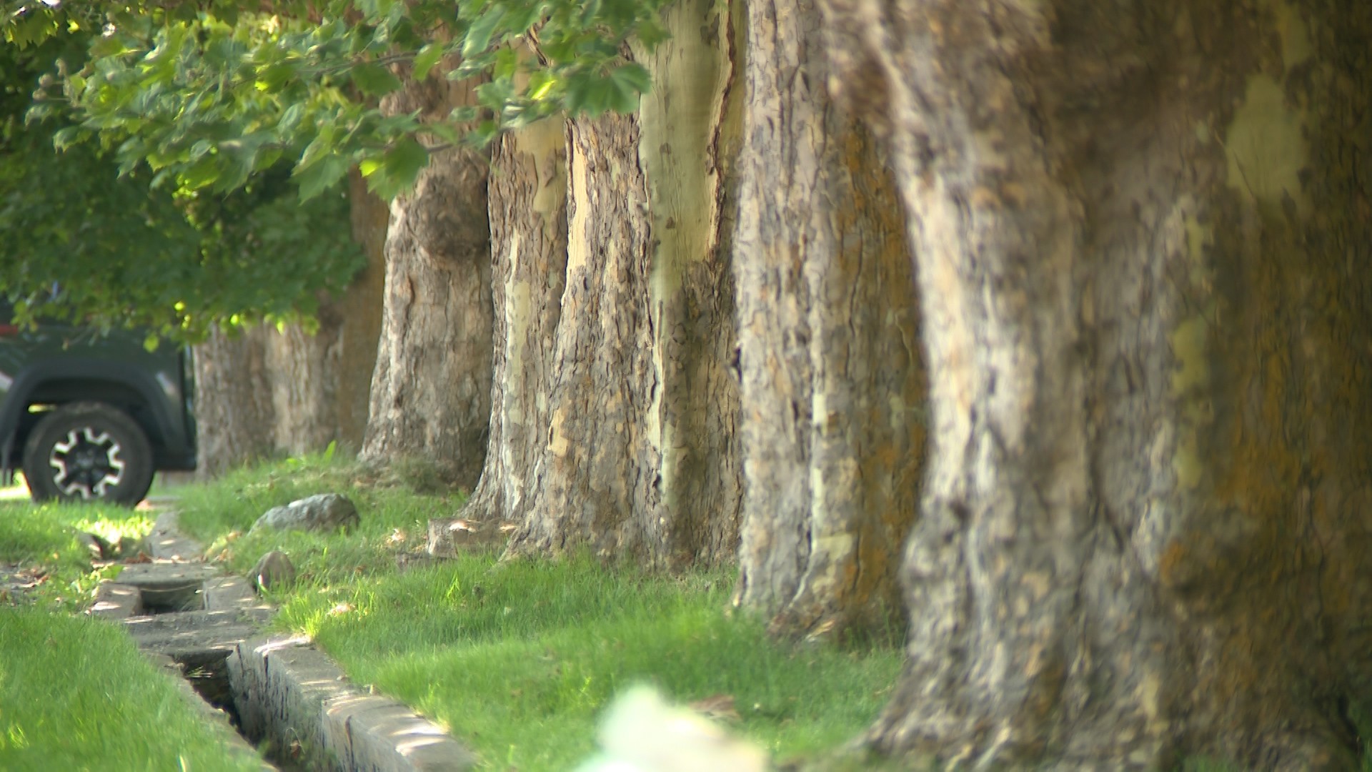 Historic trees are blocking the proposed sidewalk development in Providence, Cache Couty, seen in early August.