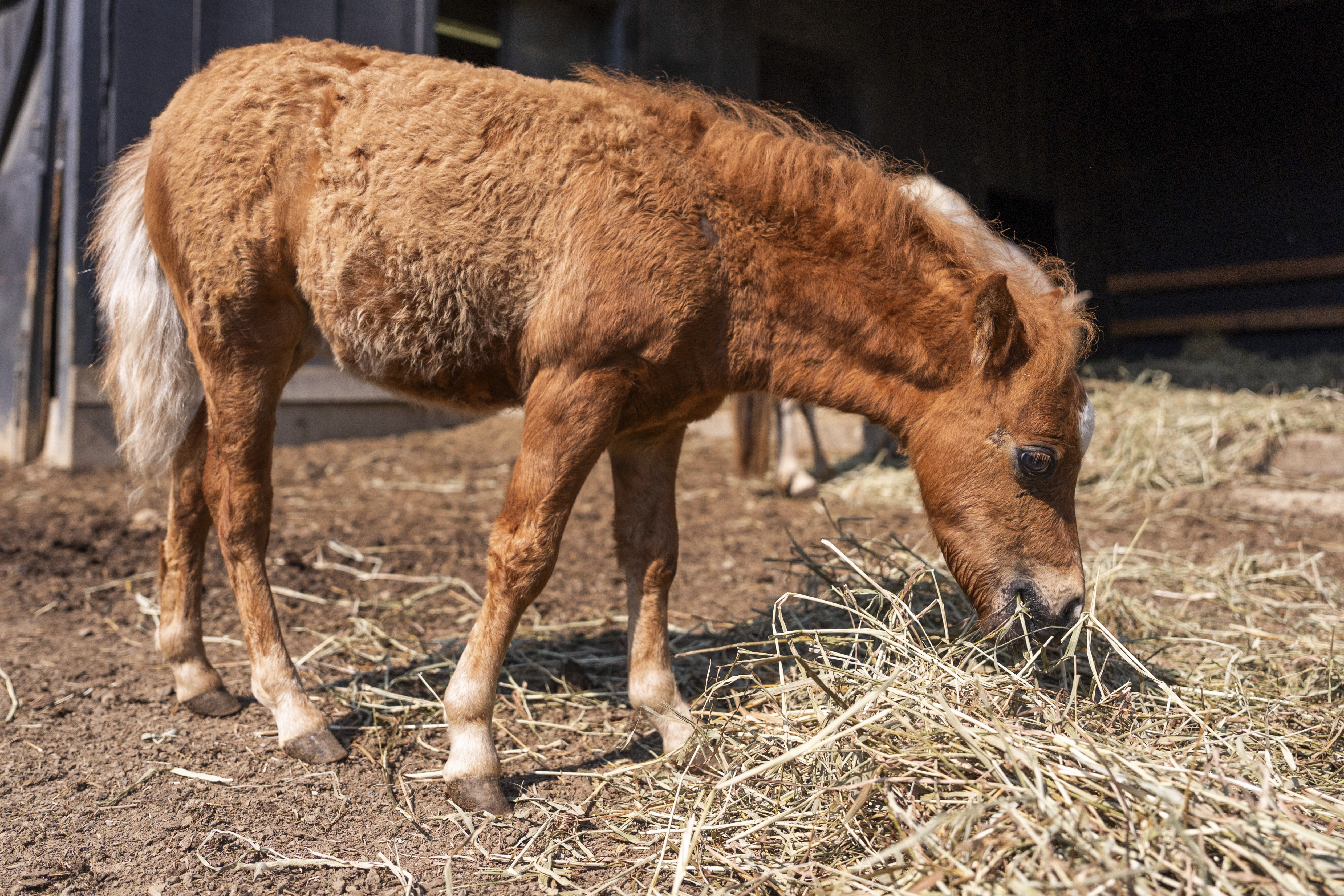 A miniature horse feeds on straw at Seven Oaks Farm, owned by Lisa Moad, on Aug. 6 in Hamilton, Ohio. Americans are showing more interest in owning miniature farm animals.