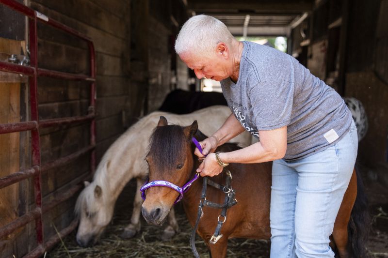 Lisa Moad, owner of Seven Oaks Farm, puts a head-collar on one of her miniature horses on Aug. 6 in Hamilton, Ohio.