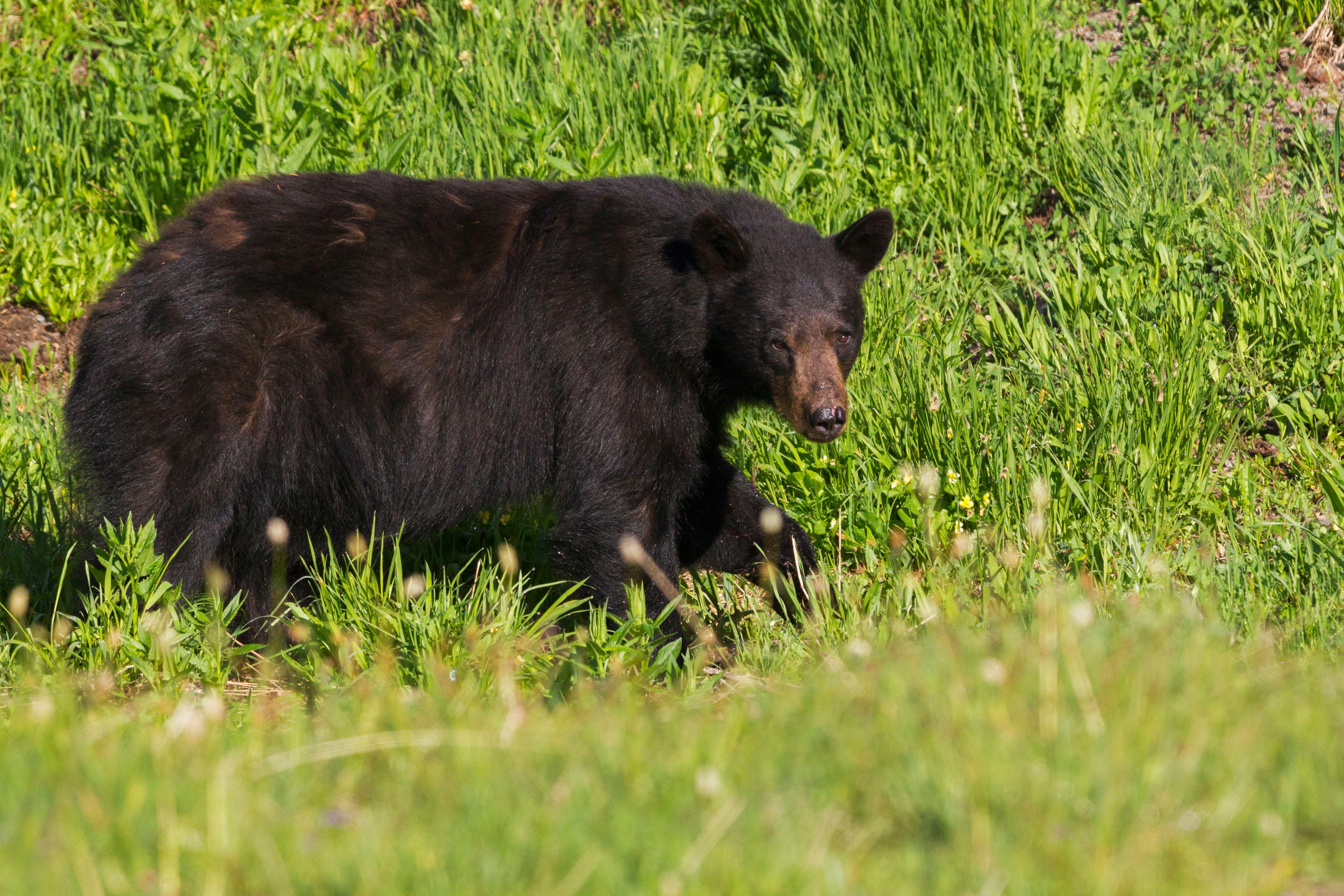A black bear mauled and injured a 3-year-old girl in a tent at a private campground in Montana just north of Yellowstone National Park on Sunday.