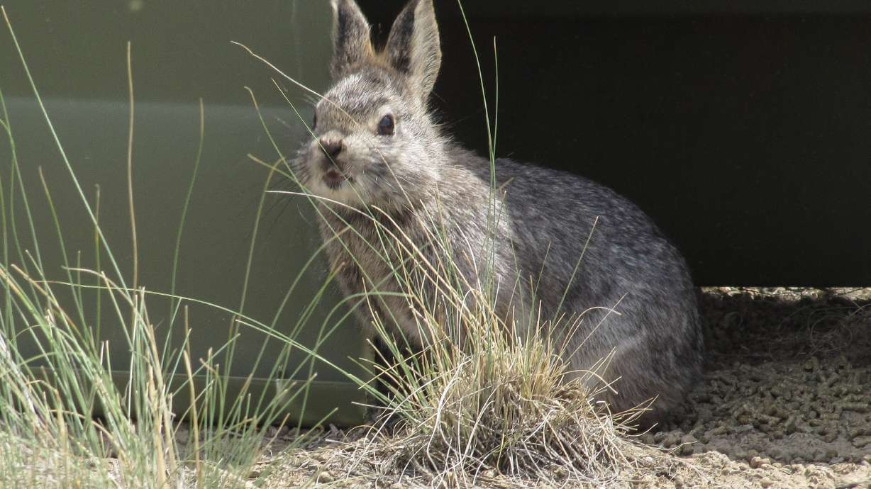 Conservation groups say they intend to sue the U.S. Fish and Wildlife Service for failing to take steps to protect the pygmy rabbit.