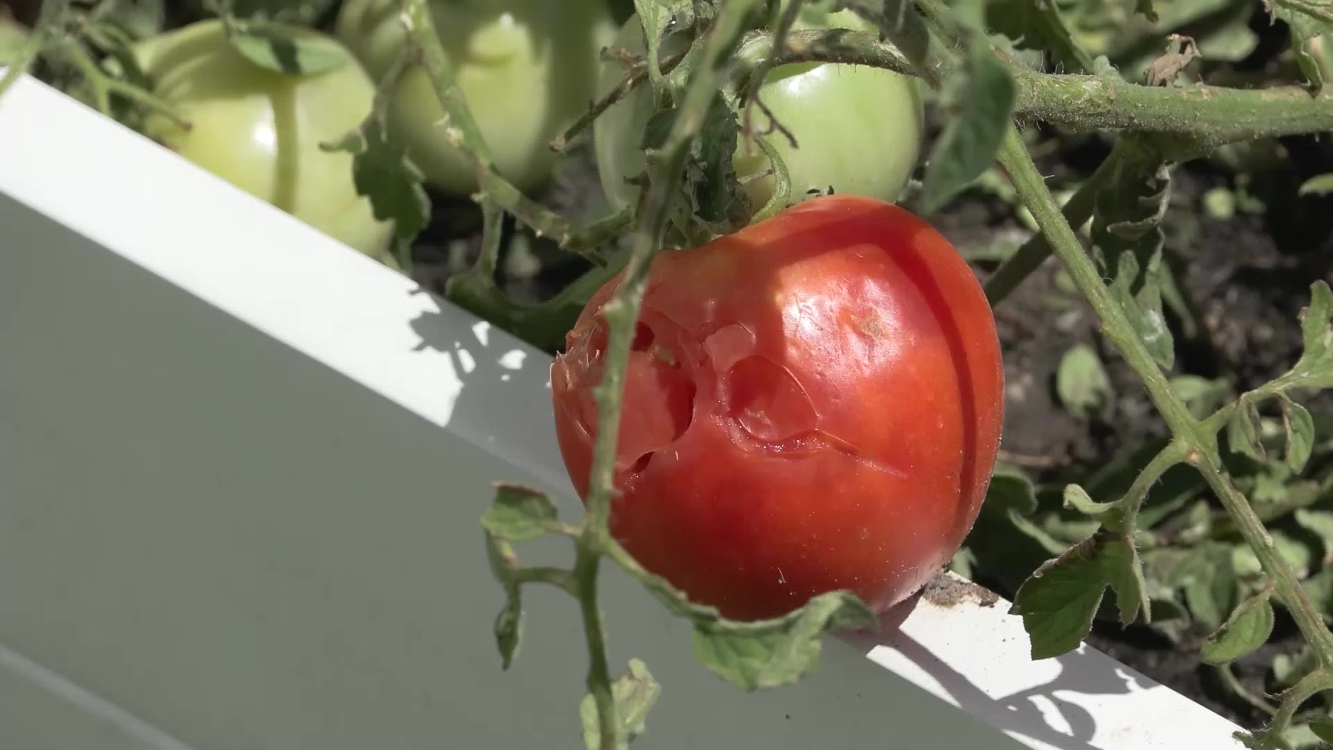 Tomatoes filled with holes at a Lehi home after a hail storm Wednesday.