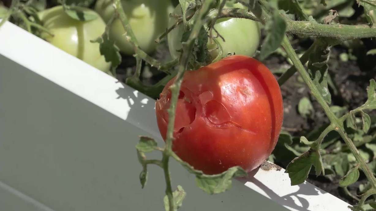 Tomatoes filled with holes at a Lehi home after a hail storm Wednesday.