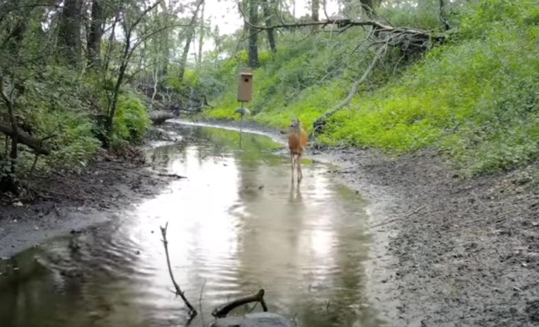 A mother deer watches as her fawn experiences a case of the zoomies in Wisconsin in June 2022.