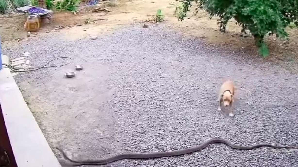A worried dog defends his property against a super long snake June 30.