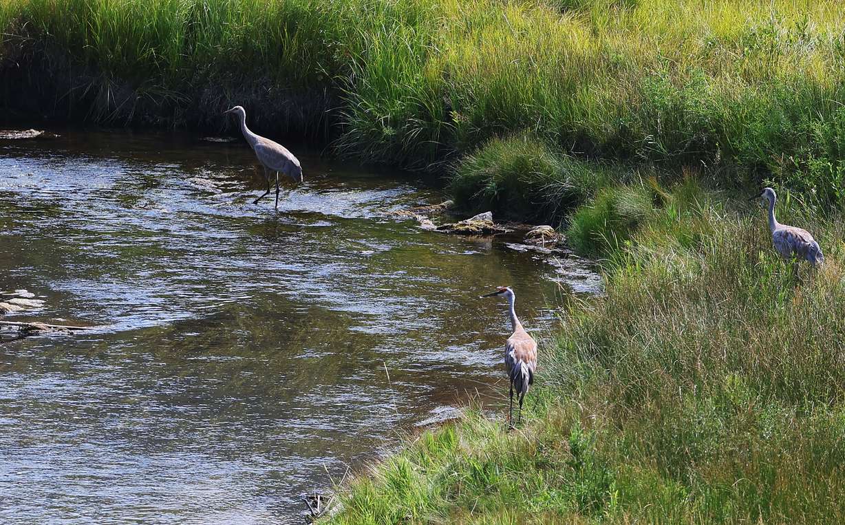 Cranes wander in the East Canyon Creek on the 910 Cattle Ranch in Summit County on Aug. 9. The 8,500-acre ranch was bought for $55 million and is the largest open-space purchase in Summit County history.