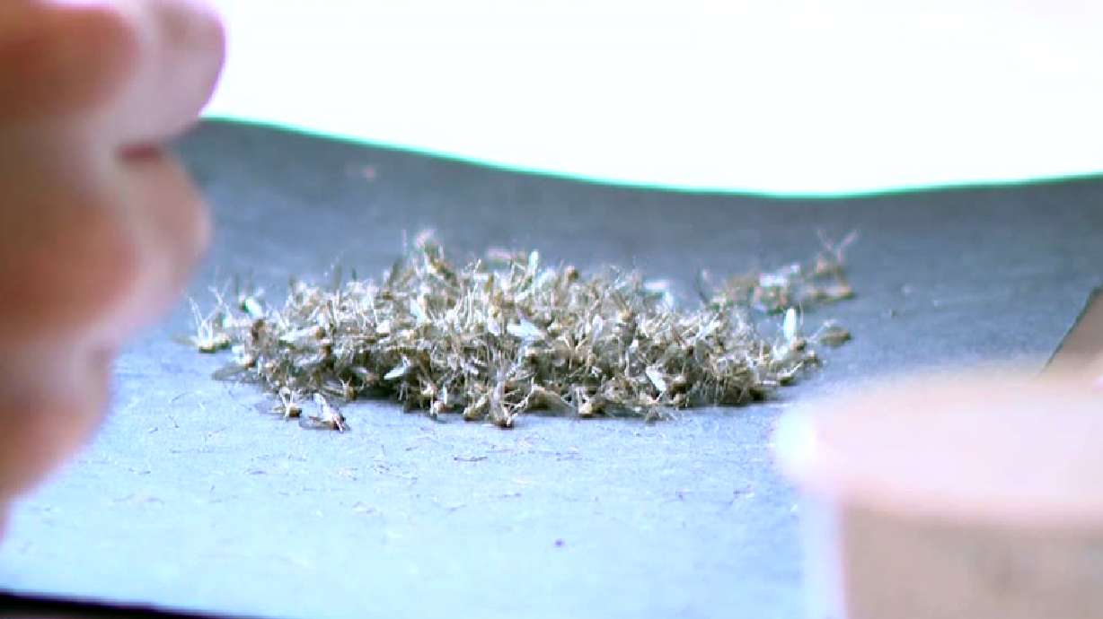 데이비스 카운티 샘플에서 양성 반응이 나온 후 웨스트 나일 바이러스에 대한 우려 확산 데이비스 카운티 샘플에서 양성 반응이 나온 후 웨스트 나일 바이러스에 대한 우려 확산