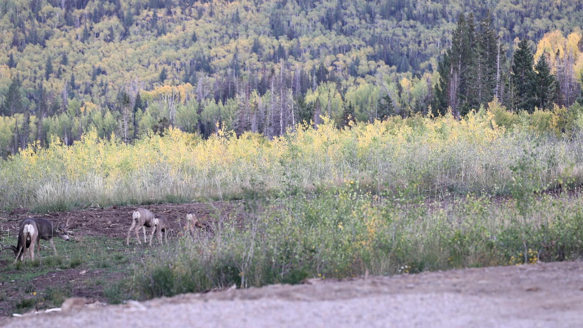 Should forests have a 'no smoking' policy? There are other options