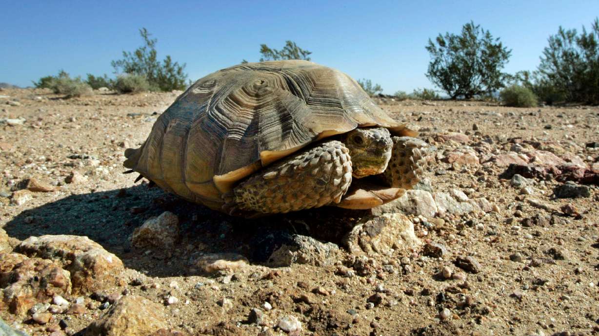 This Sept. 3, 2008, photo shows an endangered desert tortoise sitting in the middle of an eastern Mojave Desert road. Another effort to help save the Mohave desert tortoise is being proposed, this time with the proposed removal of several hundred burros from within the Tass-Gold Butte Herd Management Area 60 miles southwest of St. George.