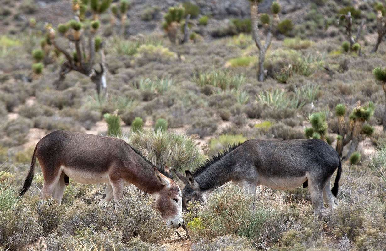 In this July 19, 2011, file photo, two wild burros graze in the desert along state Highway 156, north of Las Vegas.