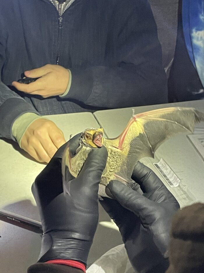 About 75 people looked to the skies on Friday night at Alta Ski Resort’s Wildcat Base, where they participated in an event meant to teach them something new about Utah’s bat population.