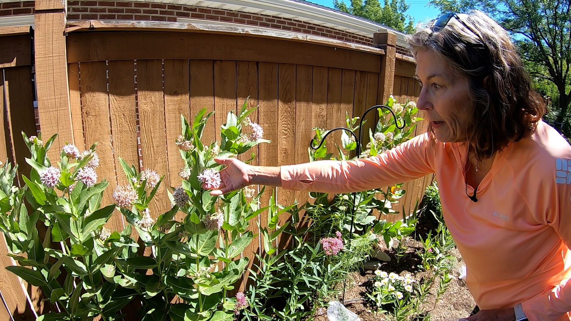 Utah woman works to revive monarch butterfly populations